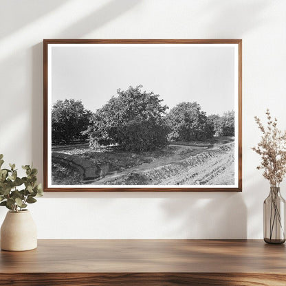 Irrigation in Citrus Orchard San Juan Texas 1939