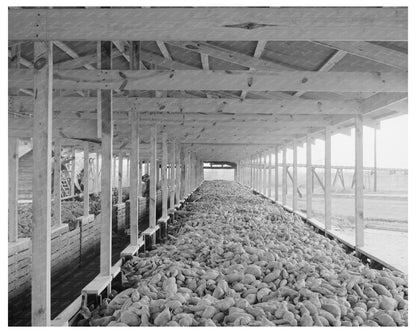 Sweet Potatoes in Bins at Mississippi Starch Plant 1938