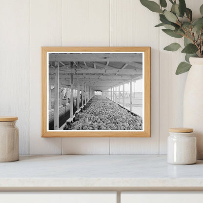 Sweet Potatoes in Bins at Mississippi Starch Plant 1938