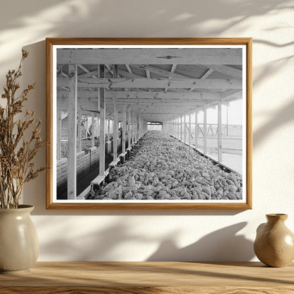 Sweet Potatoes in Bins at Mississippi Starch Plant 1938