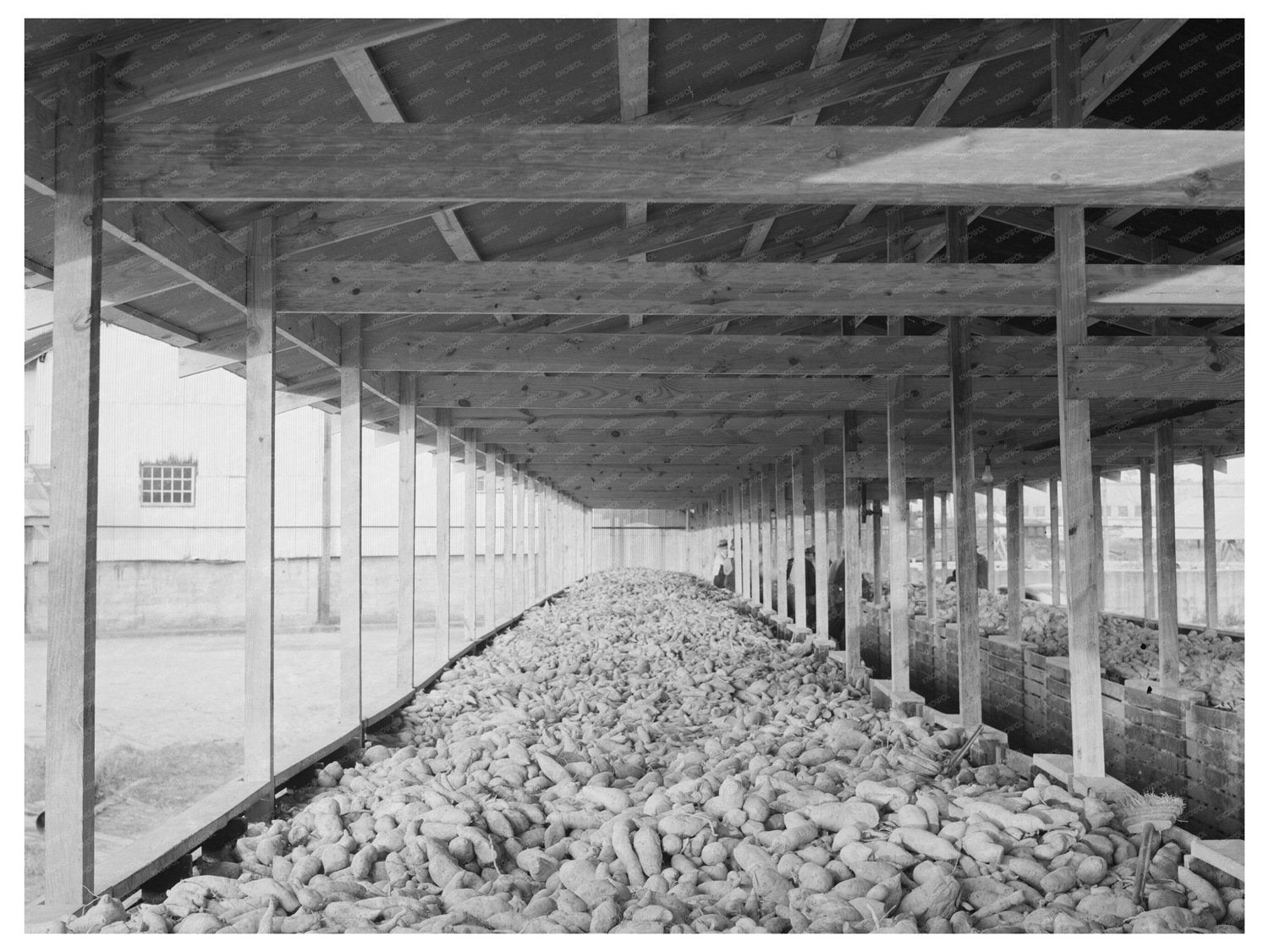 Sweet Potatoes in Bin at Laurel Mississippi Starch Plant 1938