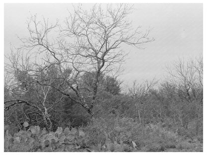 Vintage Landscape near Robstown Texas February 1939