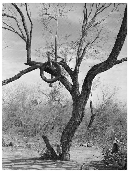 Tire Hangs from Tree Branch in Harlingen Texas 1939