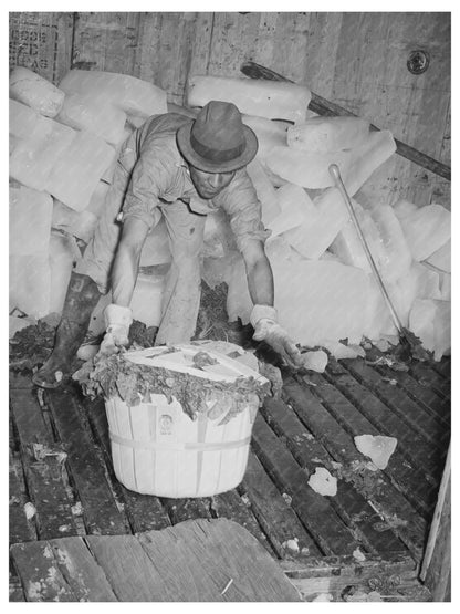 Spinach Loading for Shipping La Pryor Texas March 1939