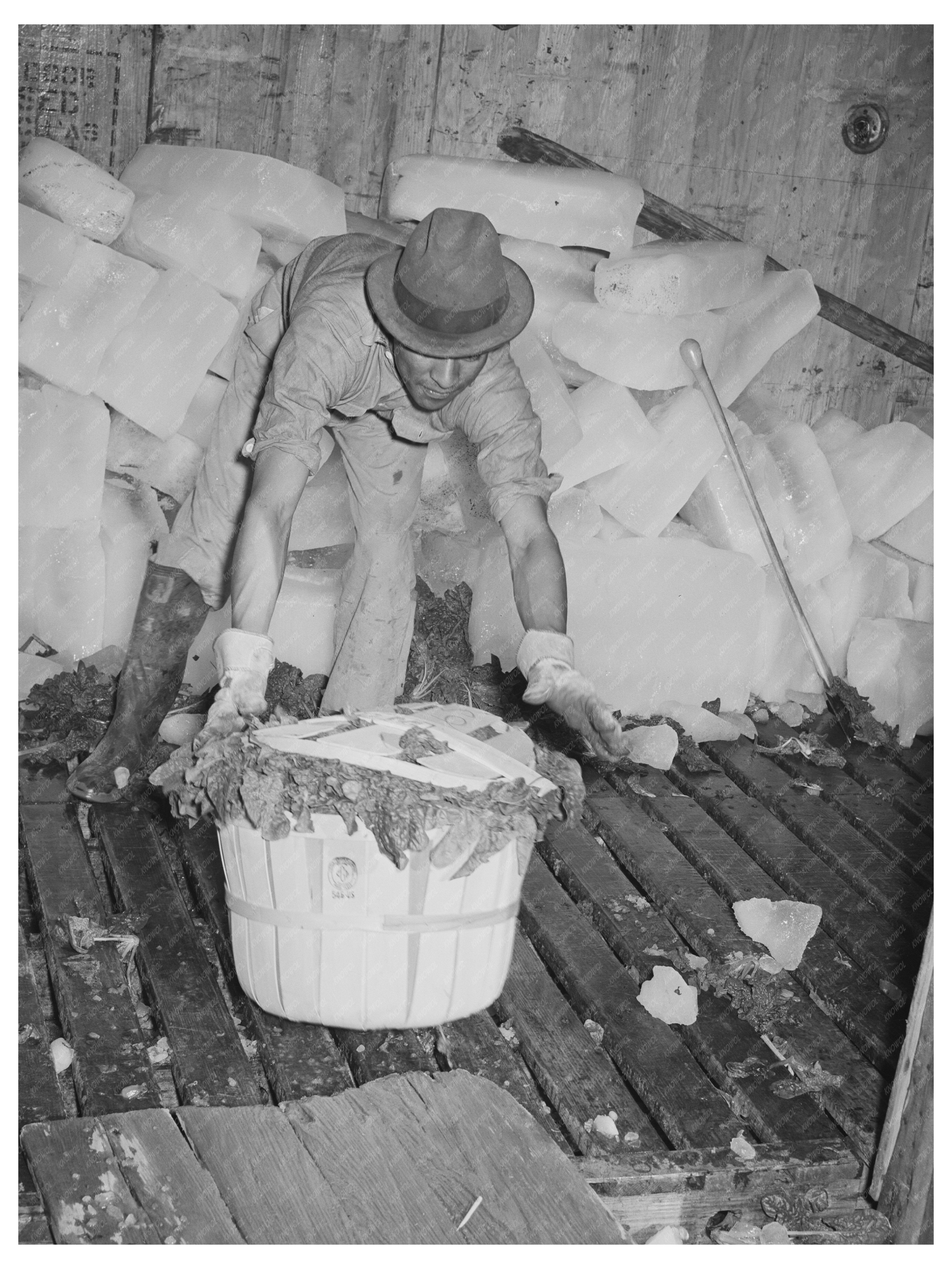 Spinach Loading for Shipping La Pryor Texas March 1939
