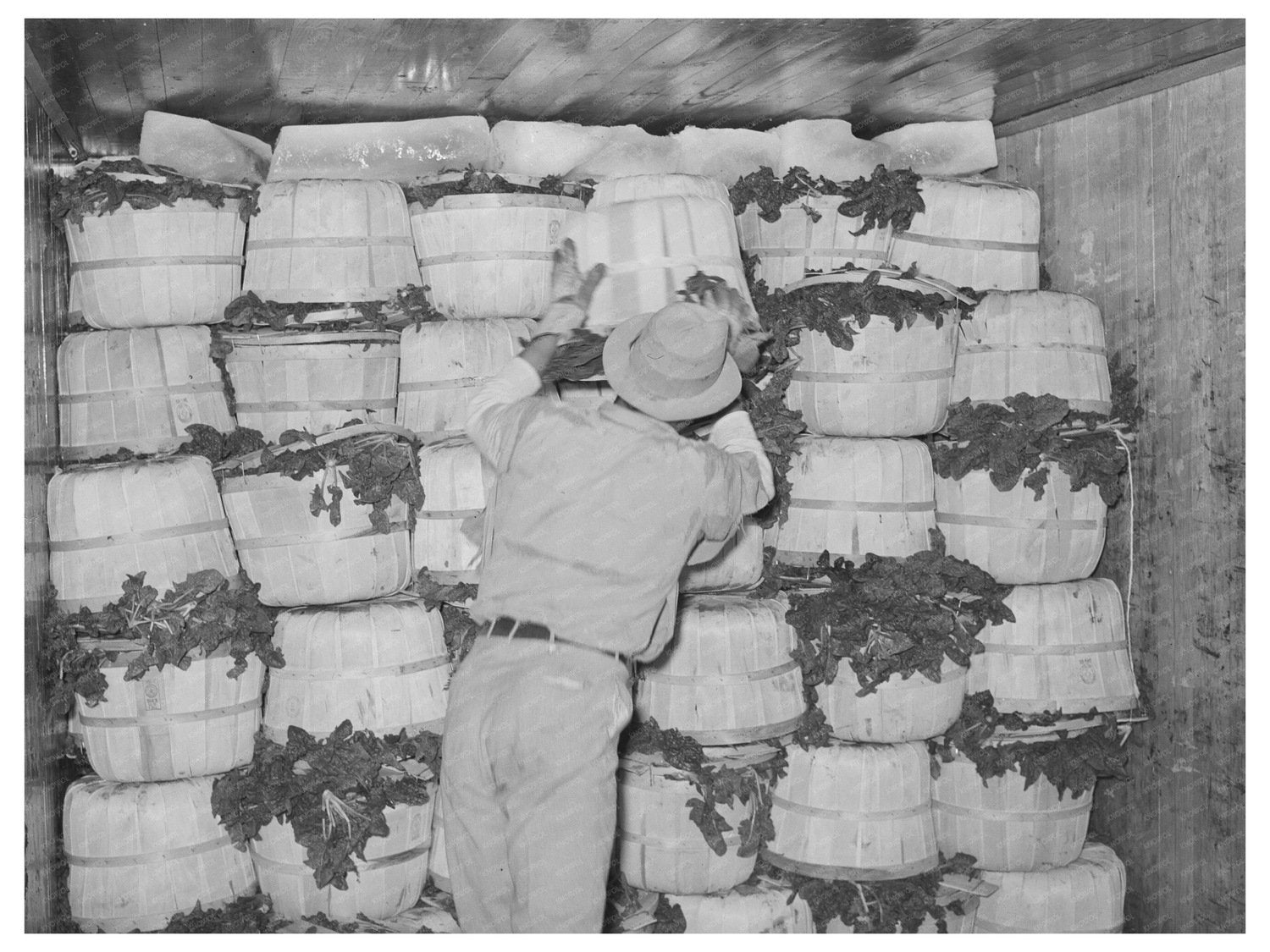 Packing Spinach in Refrigerated Car La Pryor Texas 1939