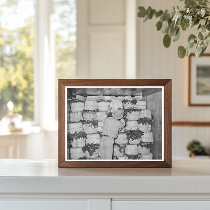 Packing Spinach in Refrigerated Car La Pryor Texas 1939