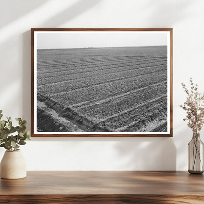 Irrigated Onion Field Eagle Pass Texas March 1939