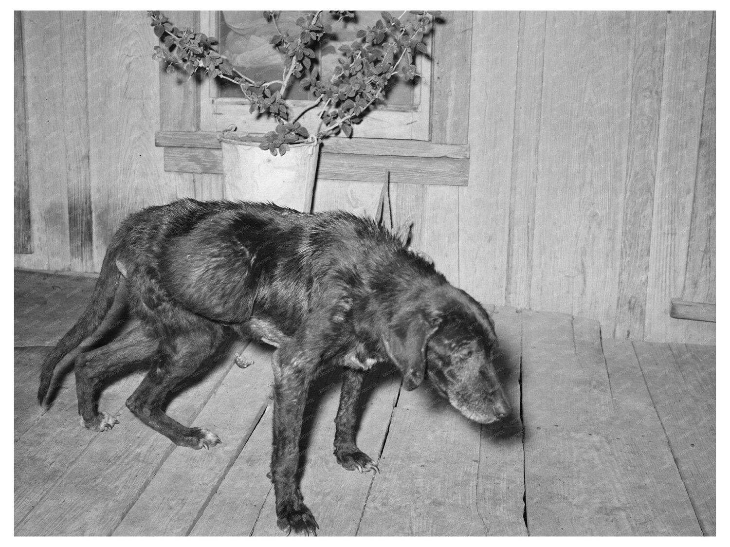 Sick Old Dog and Master in San Antonio 1939