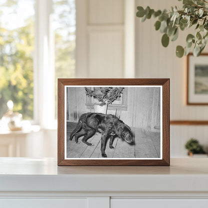 Sick Old Dog and Master in San Antonio 1939