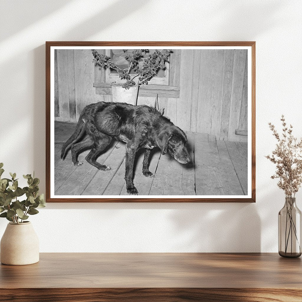 Sick Old Dog and Master in San Antonio 1939