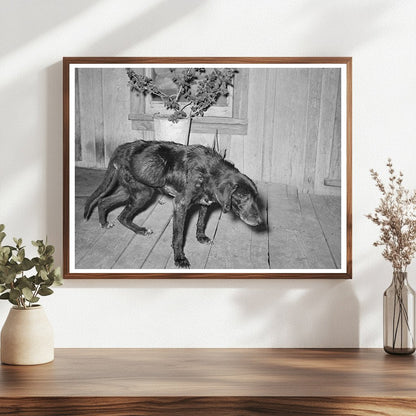 Sick Old Dog and Master in San Antonio 1939