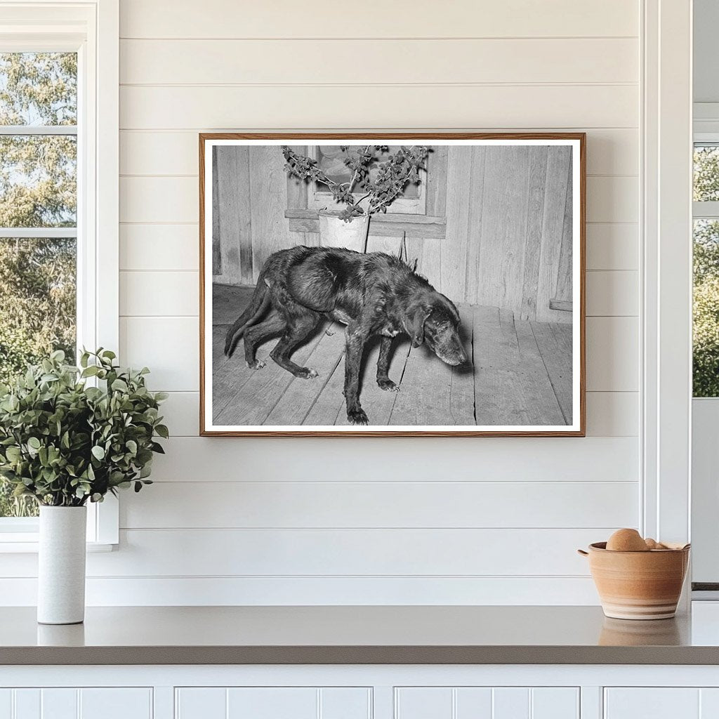 Sick Old Dog and Master in San Antonio 1939