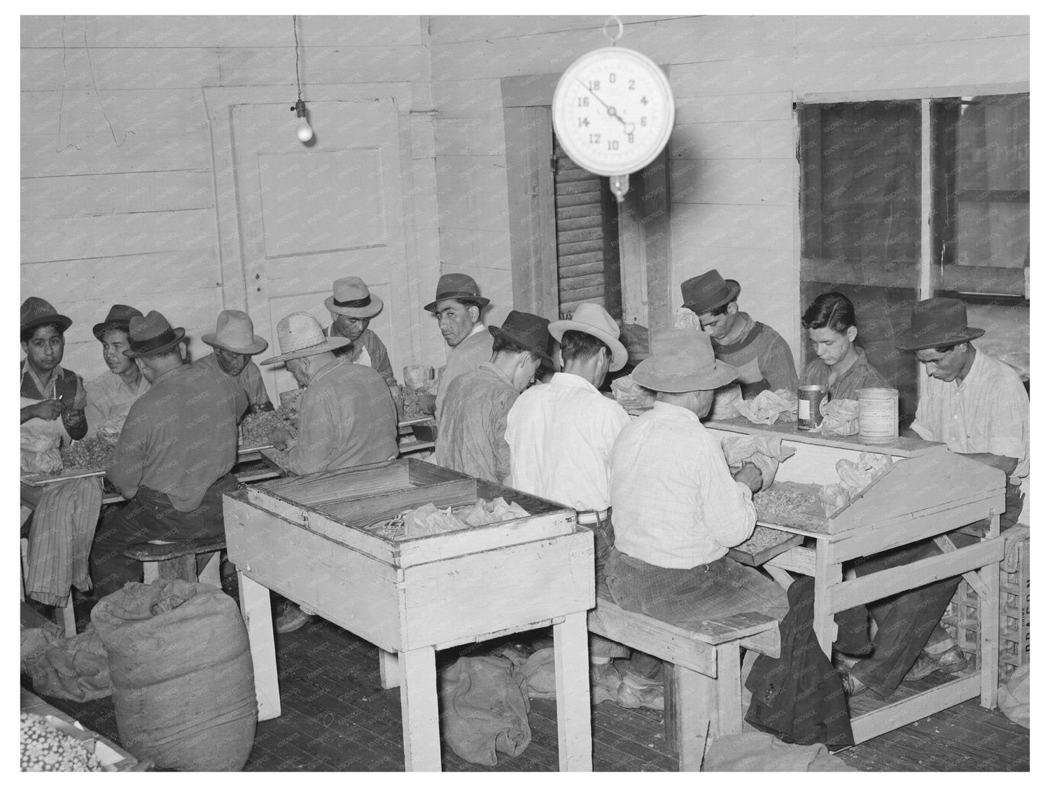 Mexican Pecan Shellers in San Antonio Texas 1939