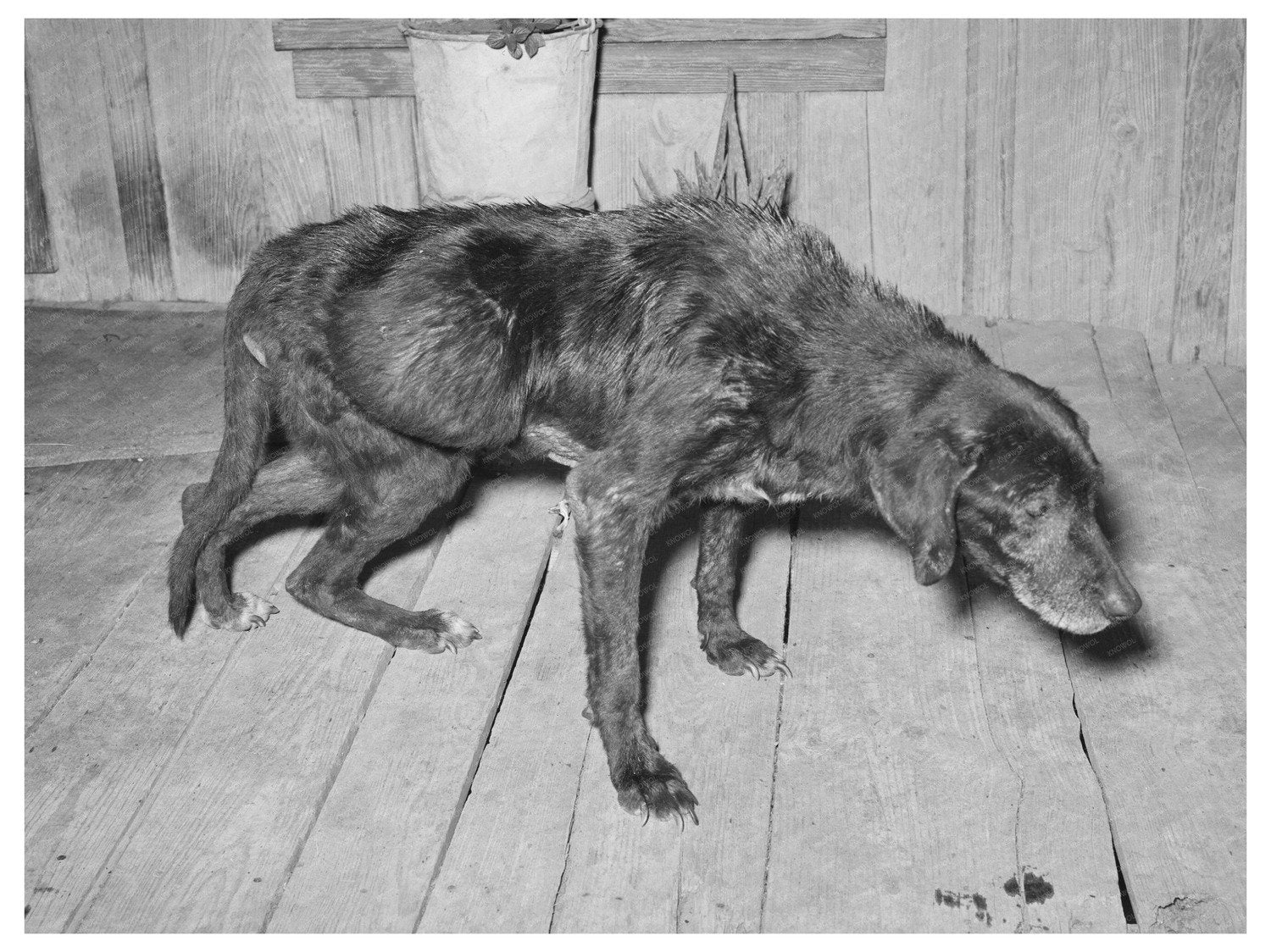 Elderly Dog and Owner in San Antonio March 1939