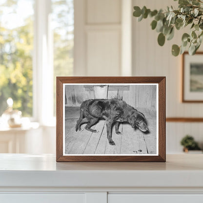 Elderly Dog and Owner in San Antonio March 1939