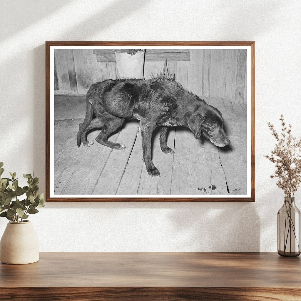 Elderly Dog and Owner in San Antonio March 1939