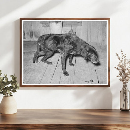 Elderly Dog and Owner in San Antonio March 1939