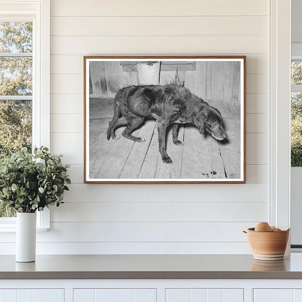 Elderly Dog and Owner in San Antonio March 1939