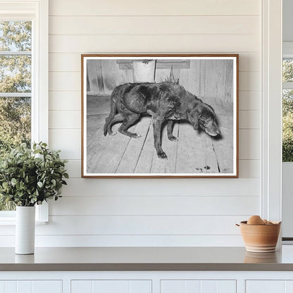 Elderly Dog and Owner in San Antonio March 1939