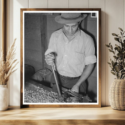 Mexican Worker Cracking Pecans San Antonio 1939