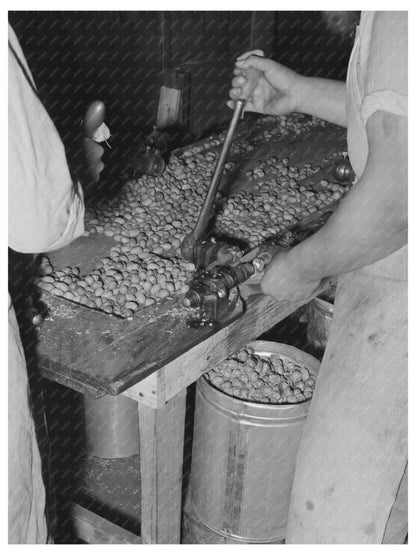 Mexican Pecan Sheller in San Antonio Texas 1939