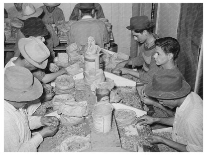 Mexican Pecan Shellers in San Antonio 1939