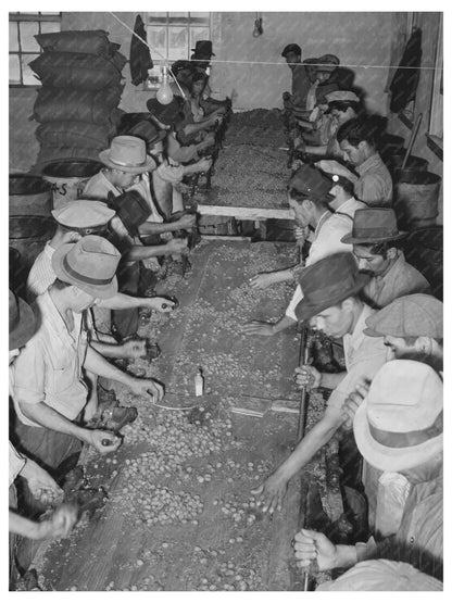 Mexican Pecan Shellers Union Plant San Antonio 1939