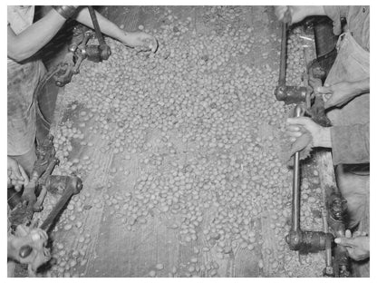Mexican Pecan Shellers at San Antonio Plant 1939