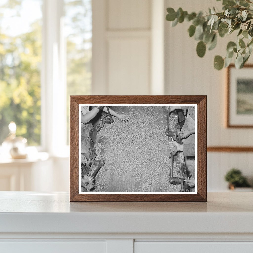 Mexican Pecan Shellers at San Antonio Plant 1939