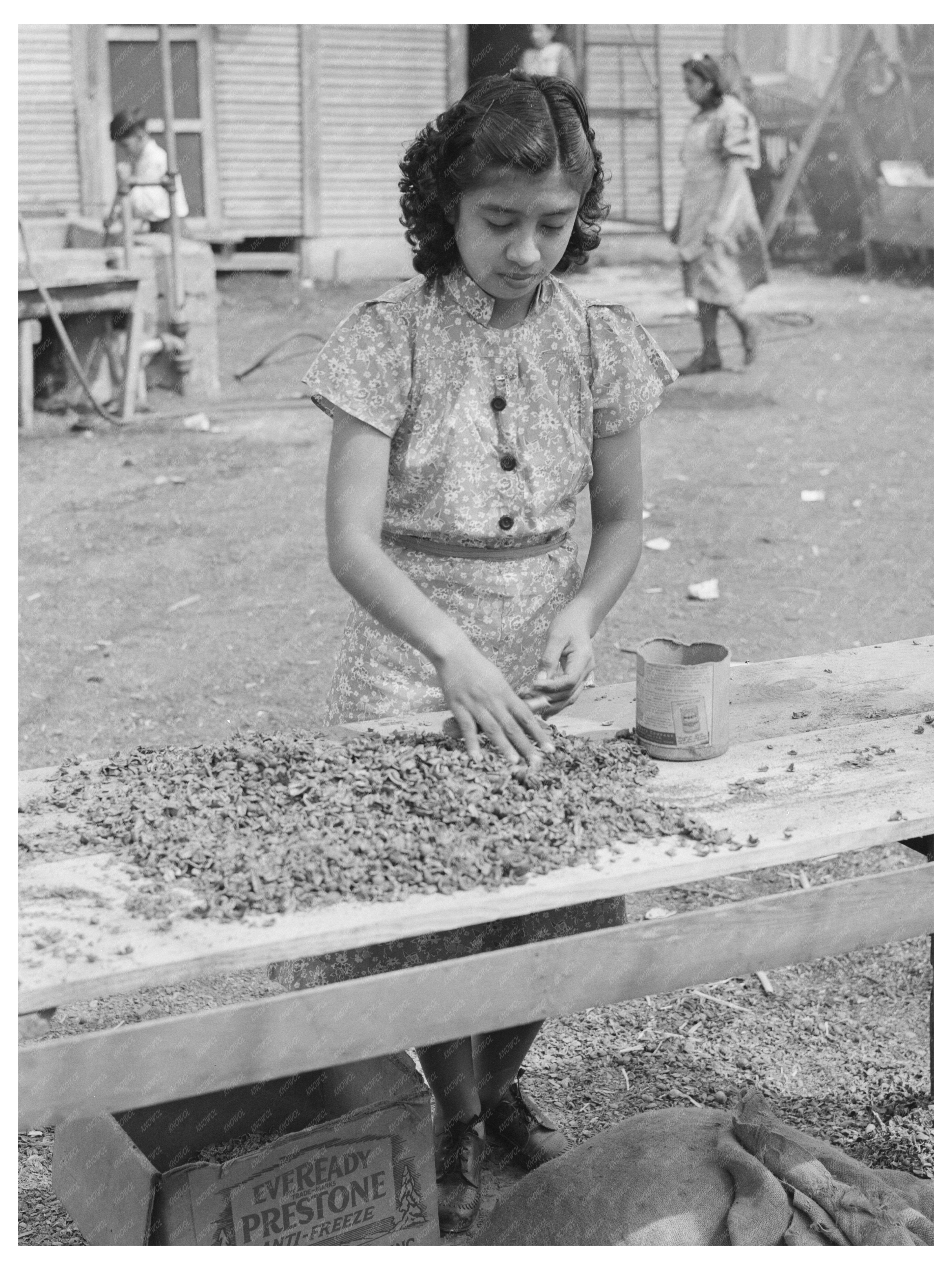 Pecan Shelling Plant Workers San Antonio March 1939