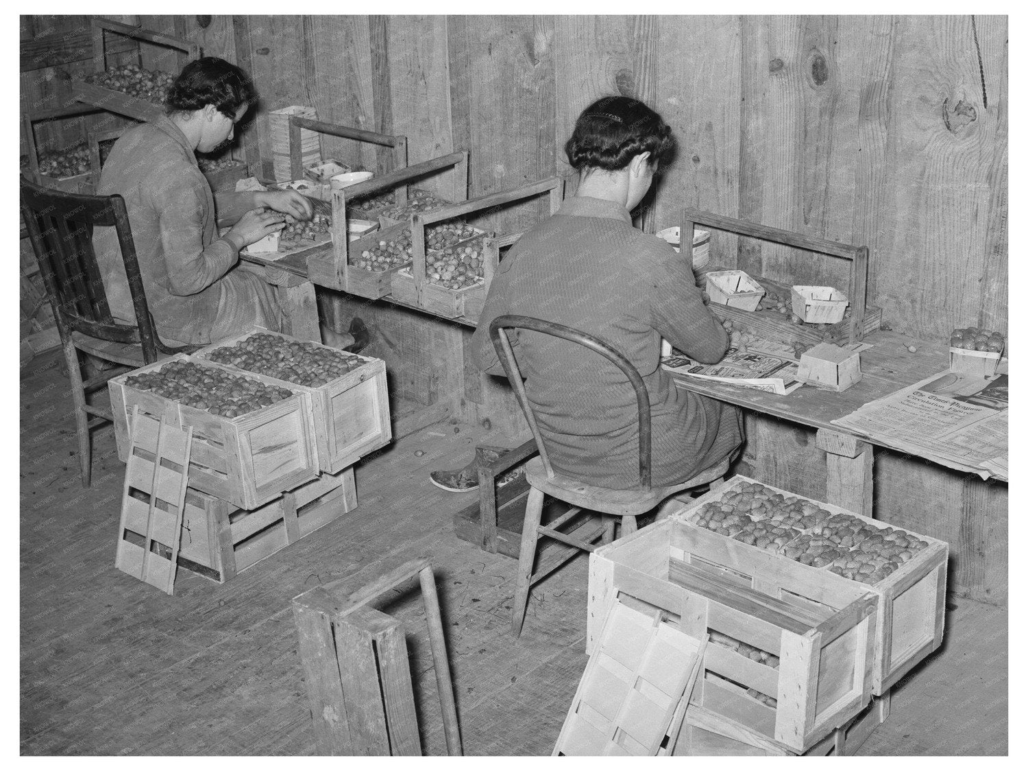 Strawberry Pickers Packing Fruit Louisiana April 1939