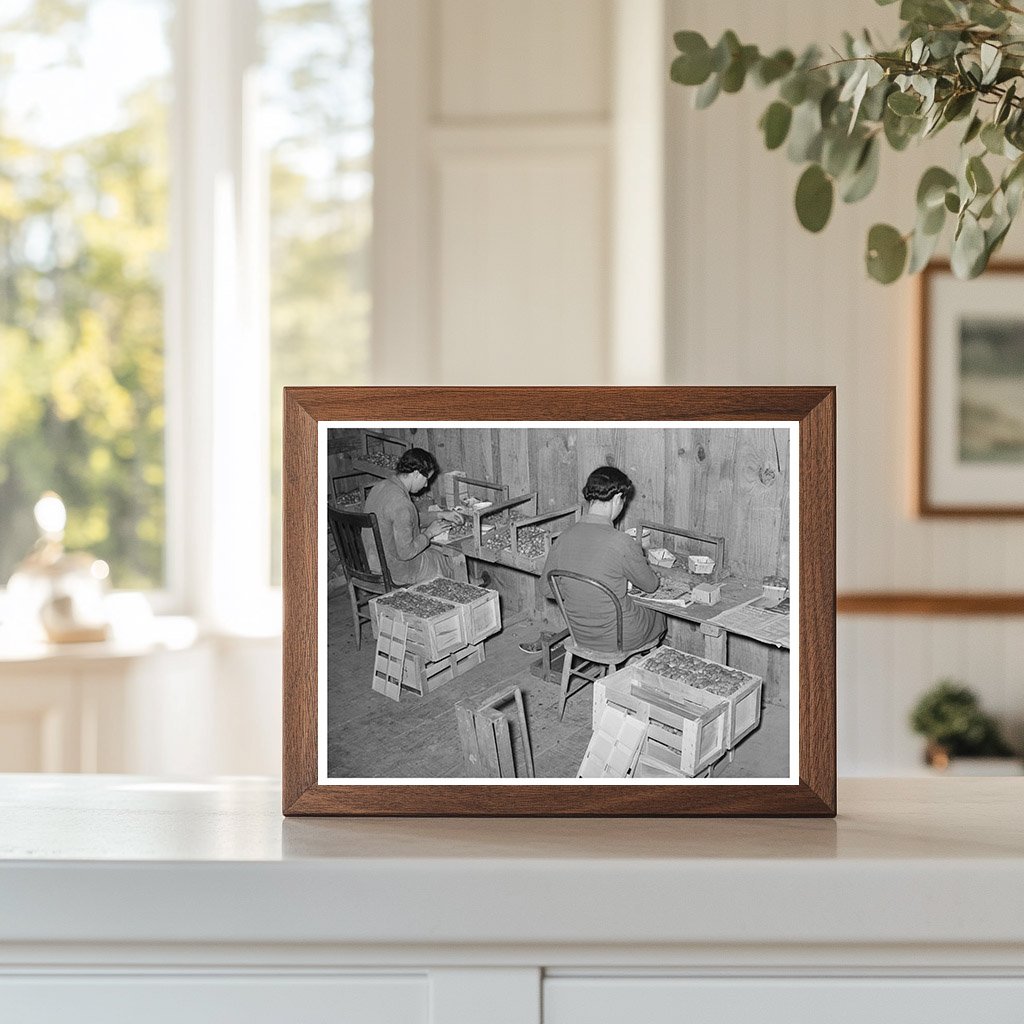 Strawberry Pickers Packing Fruit Louisiana April 1939