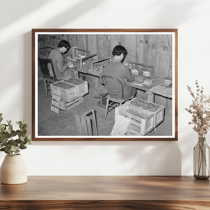 Strawberry Pickers Packing Fruit Louisiana April 1939