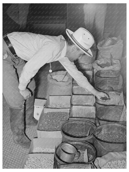 Farmer Examines Seeds in San Augustine Texas 1939