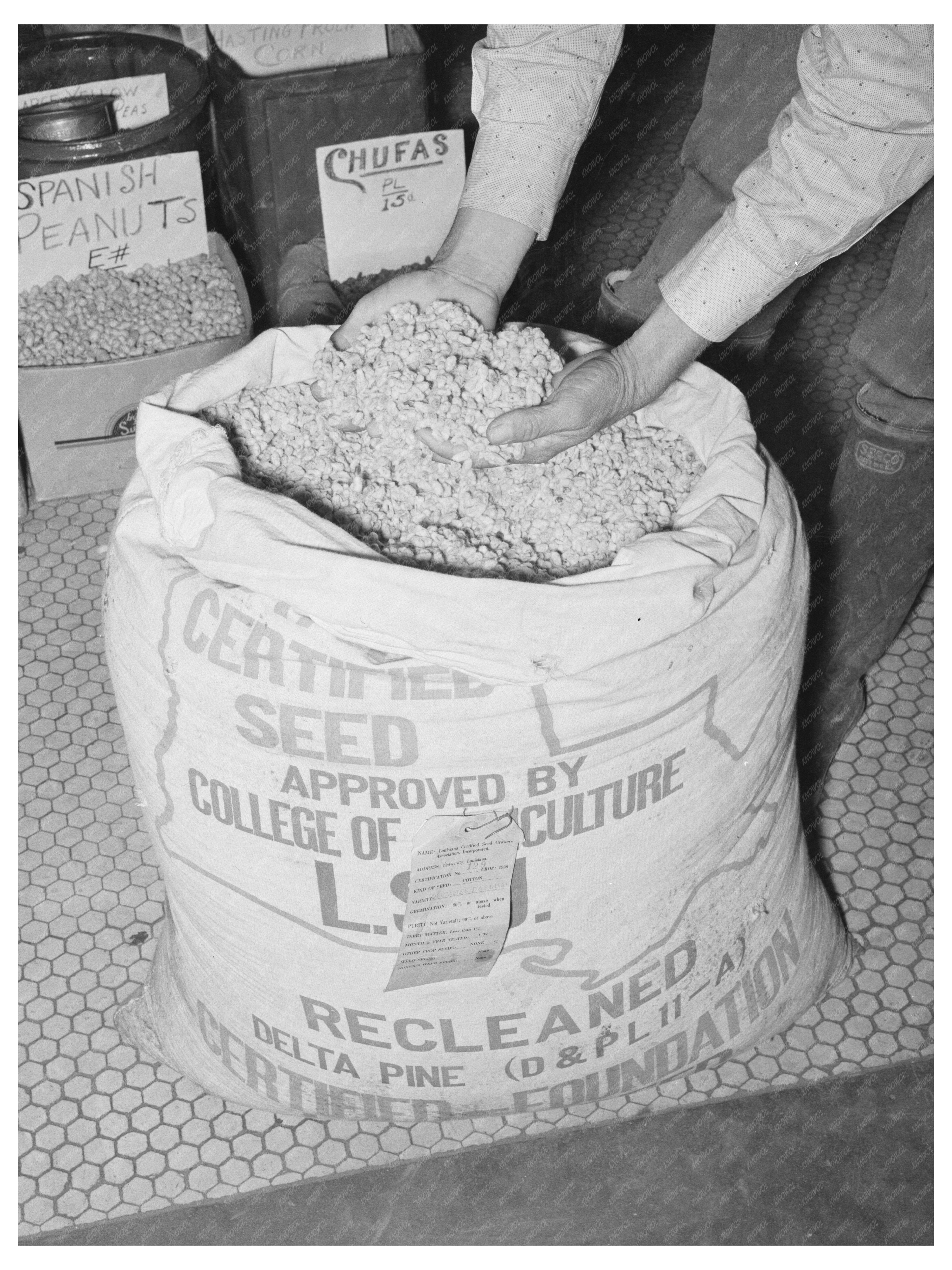 Farmer Examines Cotton Seed San Augustine Texas April 1939