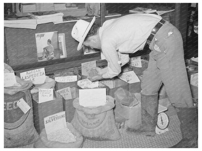 Farmer Examining Pea Seed in San Augustine Texas 1939