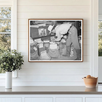 Farmer Examining Pea Seed in San Augustine Texas 1939