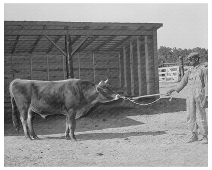 Community Bull at Sabine Farms Marshall Texas 1939