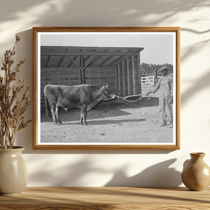 Community Bull at Sabine Farms Marshall Texas 1939