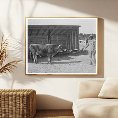 Community Bull at Sabine Farms Marshall Texas 1939