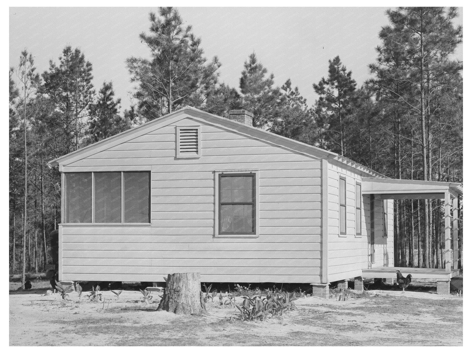 Sabine Farms Agricultural Setting Marshall Texas 1939