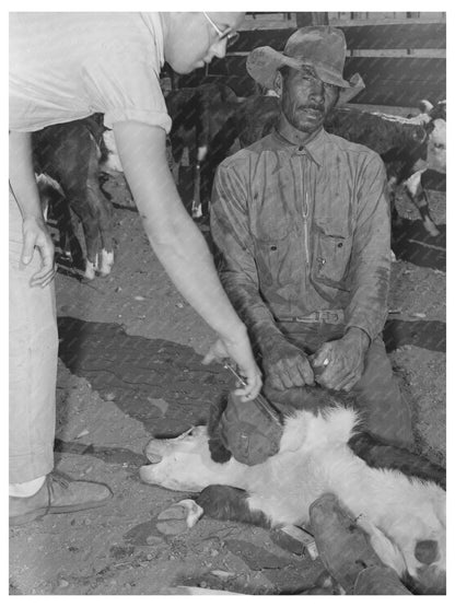 Inoculating Calf for Blackleg at Marfa Ranch 1939