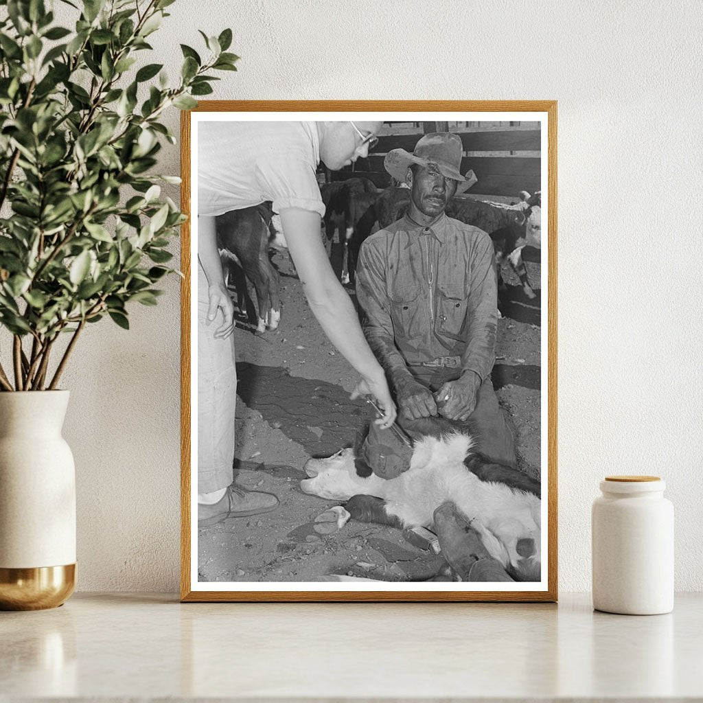 Inoculating Calf for Blackleg at Marfa Ranch 1939