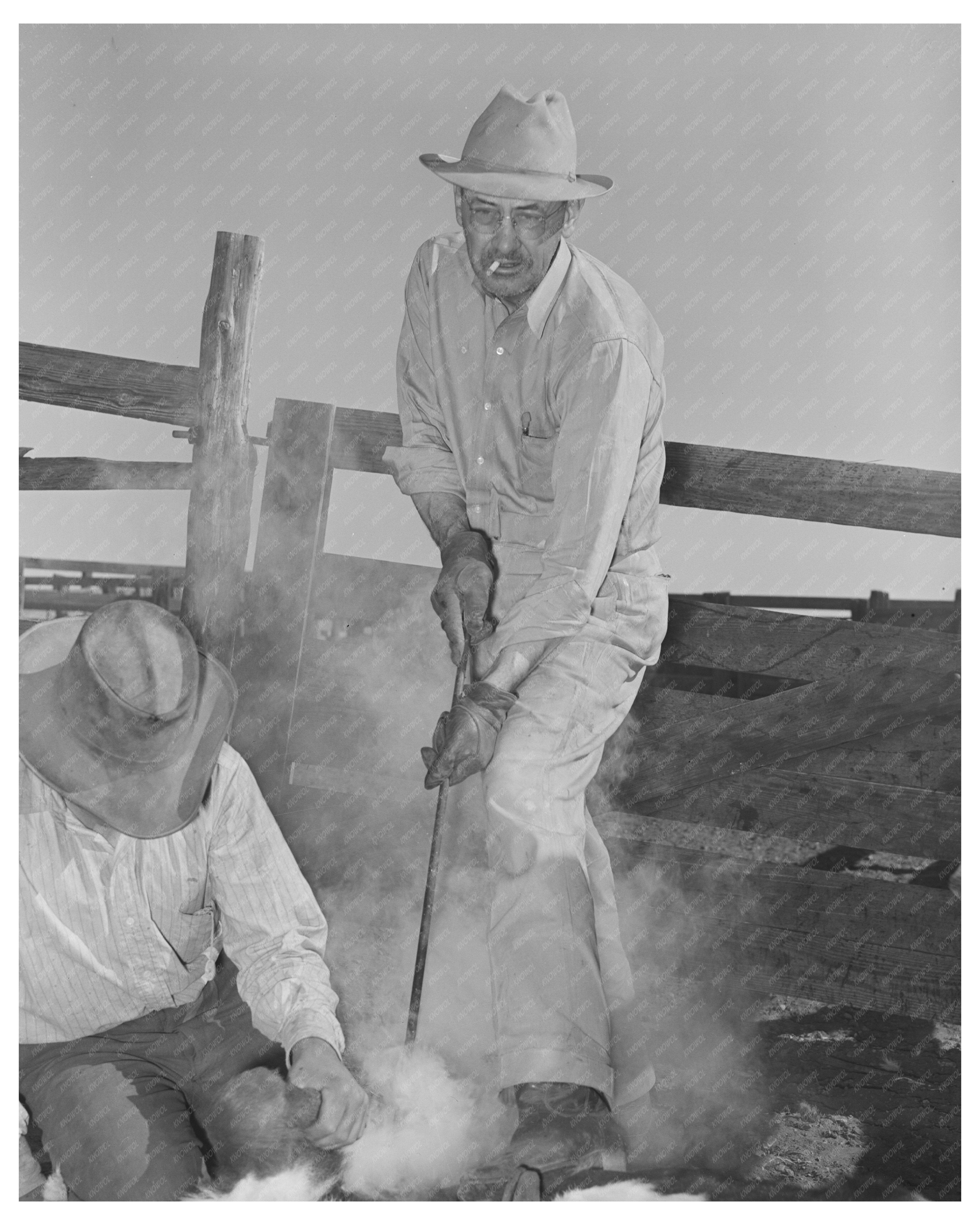 Walking X Ranch Branding Calf Marfa Texas May 1939