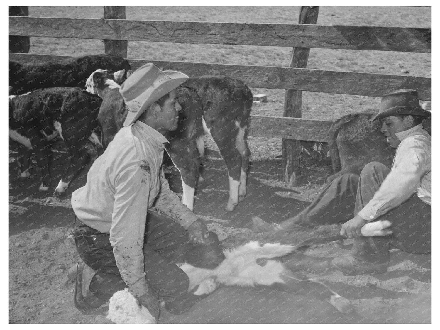 Mexican Cowboys Branding Calf at Walking X Ranch 1939