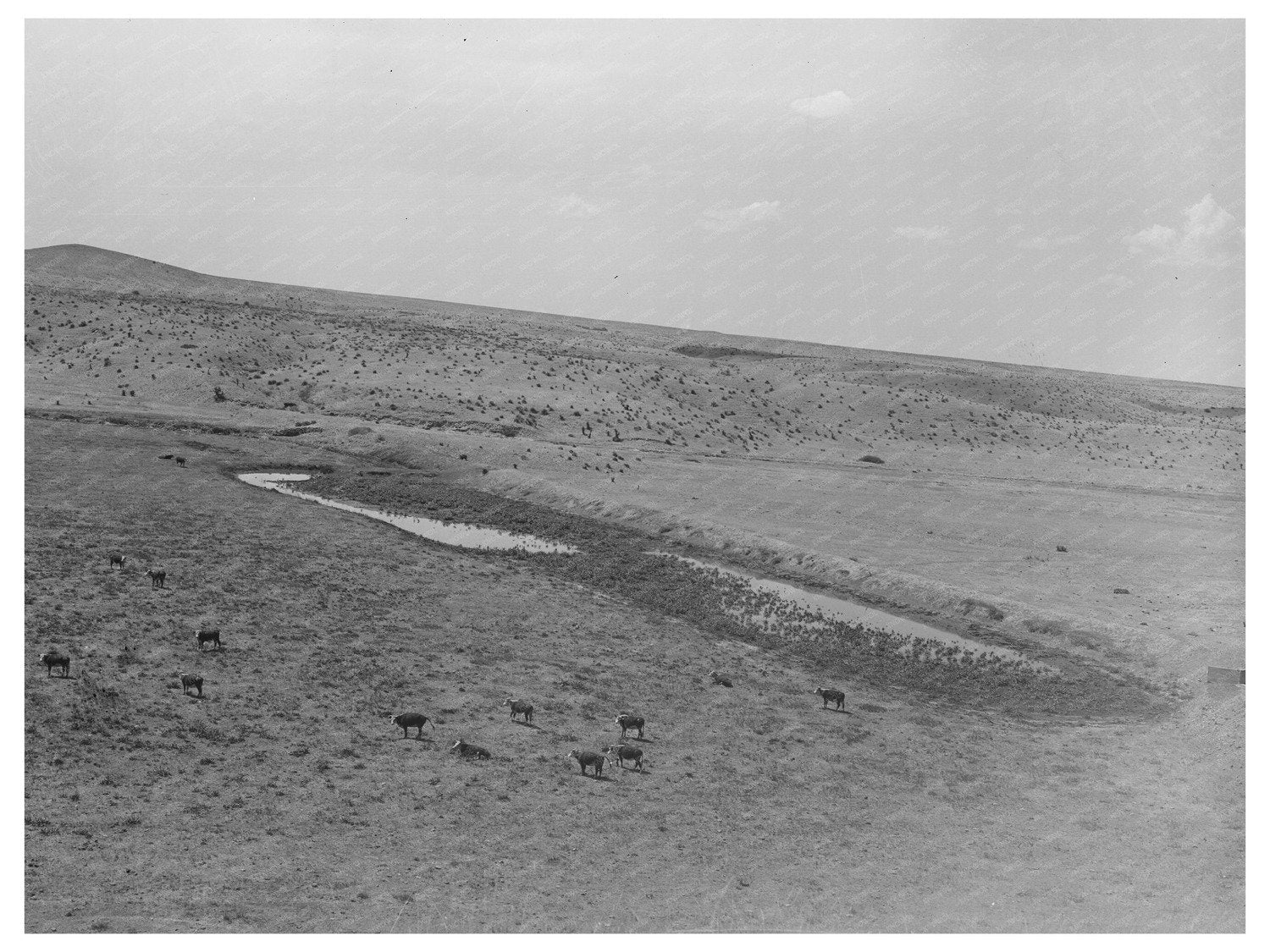 Vintage Water Dam and Waterhole Walking X Ranch 1939