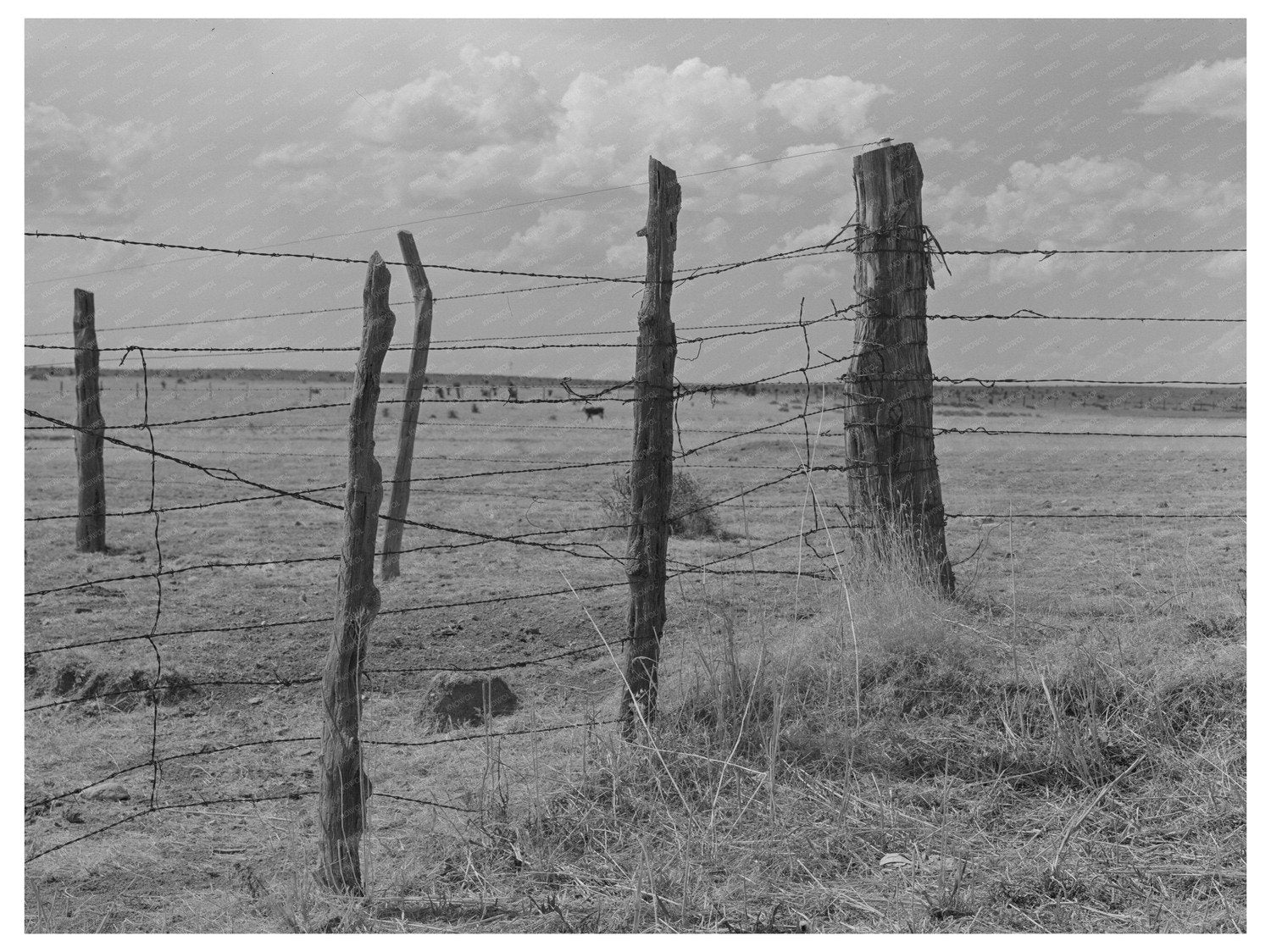 Fence Construction at Walking X Ranch Marfa Texas 1939