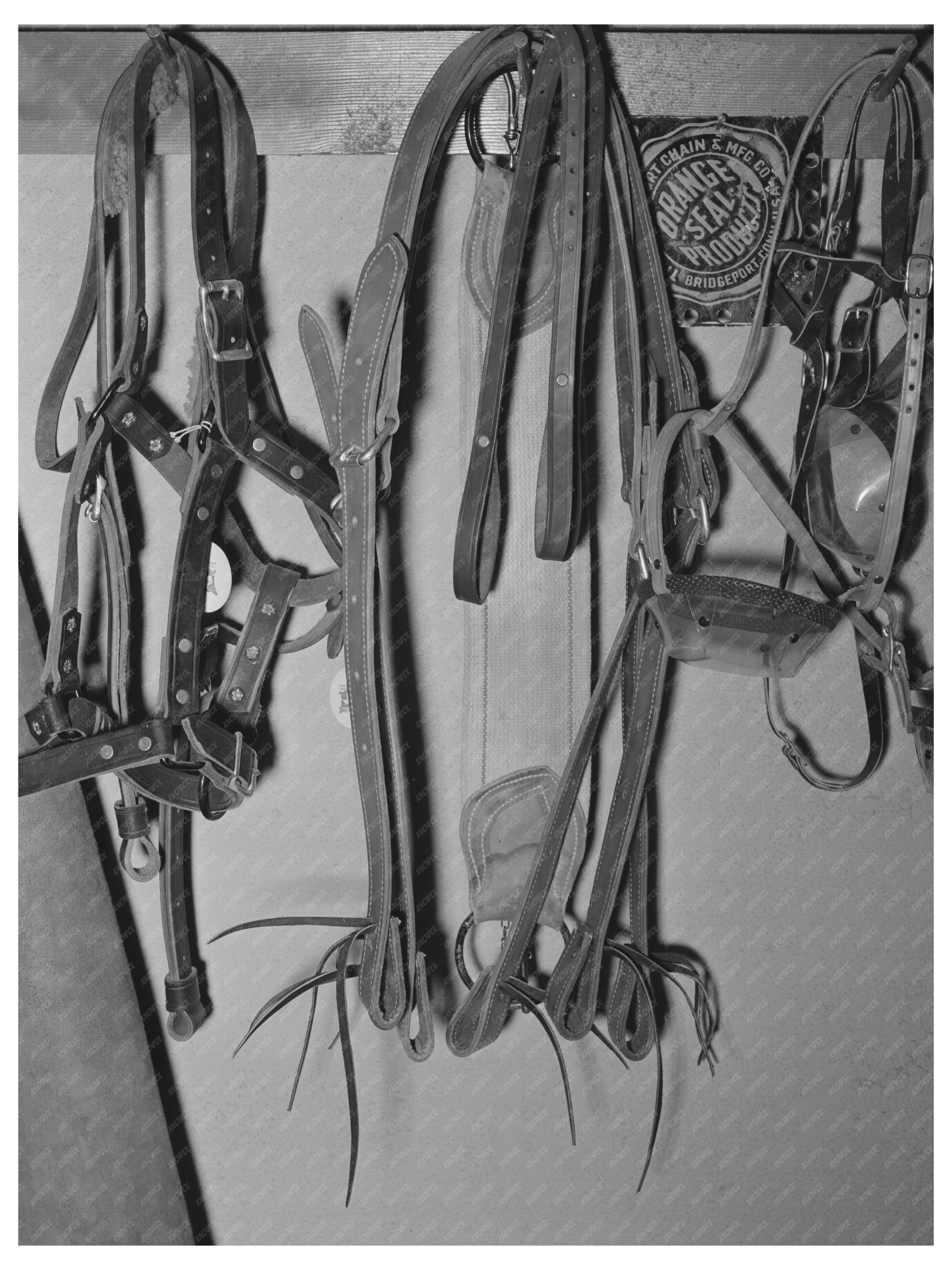 Vintage Halters and Stirrup Straps in Texas 1939