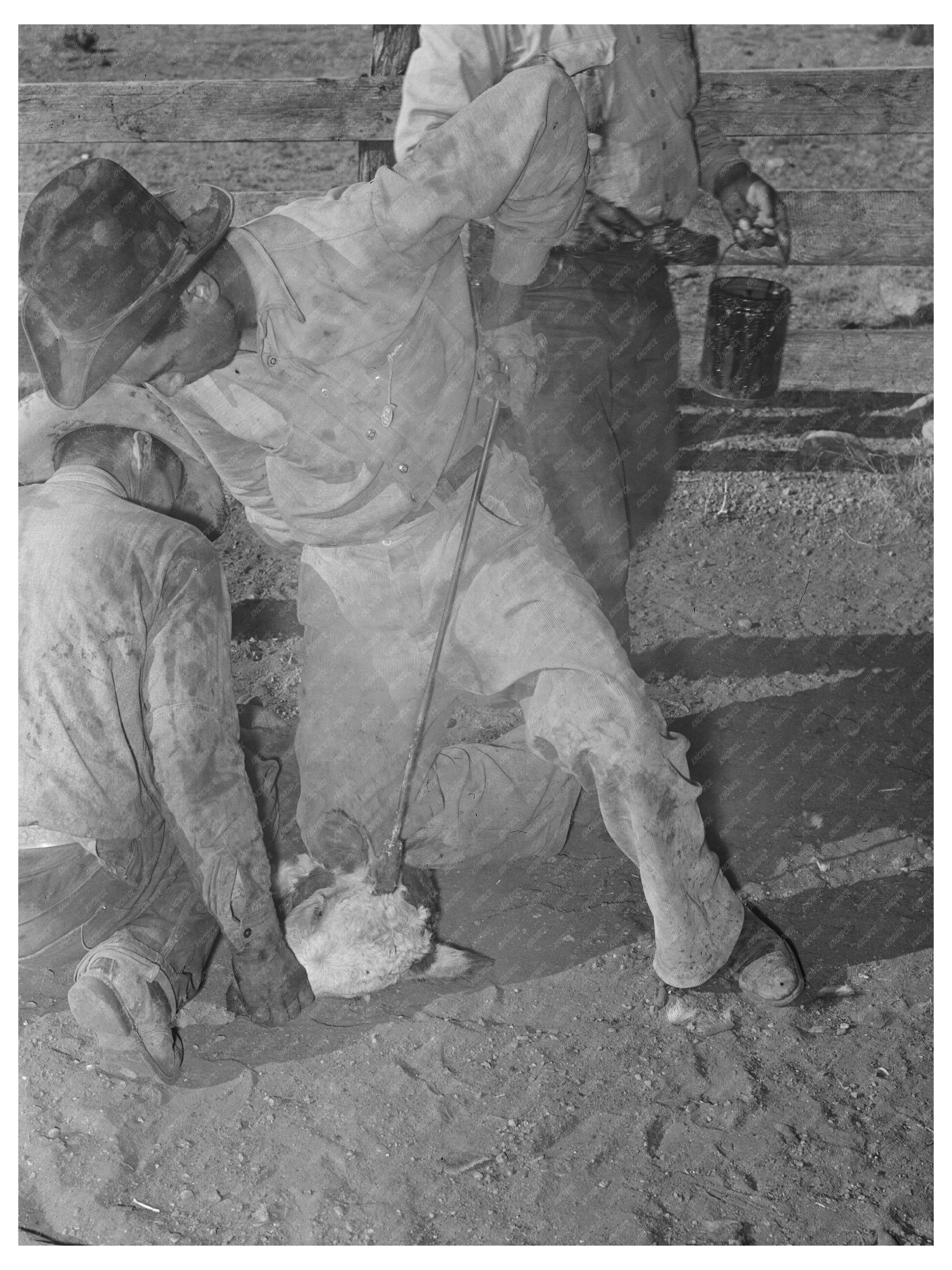 Calf Horn Burning Process at Walking X Ranch 1939